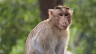 Virus B: un hombre contrajo la mortal enfermedad tras el ataque de un mono y se encuentra en grave estado