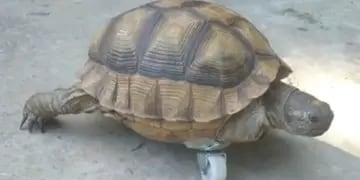 La tortuga Bianca conmueve con su prótesis improvisada en TikTok