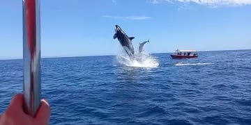 Orca golpeando un Delfín