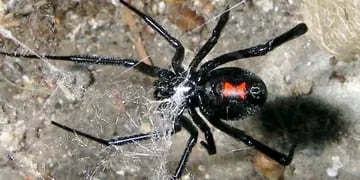 La viuda negra es una de las arañas más venenosas. (Archivo) 