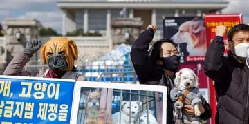 Histórico: Corea del Sur prohíbe el consumo de carne de perros a partir de 2027