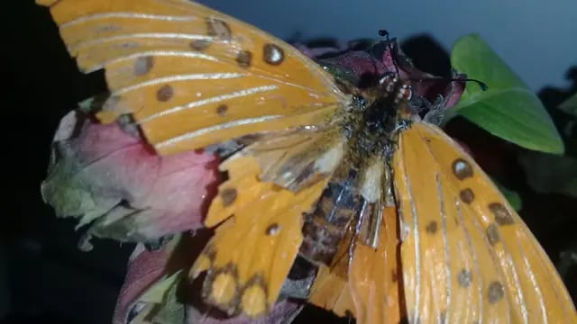 Mariposa con alas trasplantadas