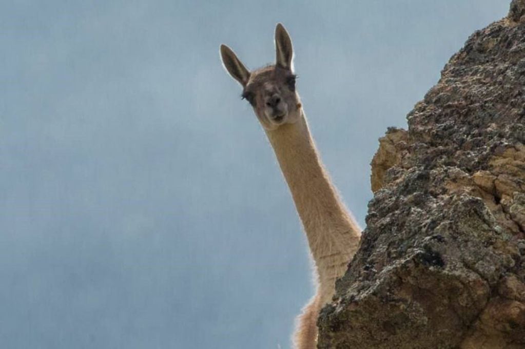 Advierten que el guanaco podría entrar en peligro de extinción en algunas zonas del país. Foto: Archivo Los Andes.