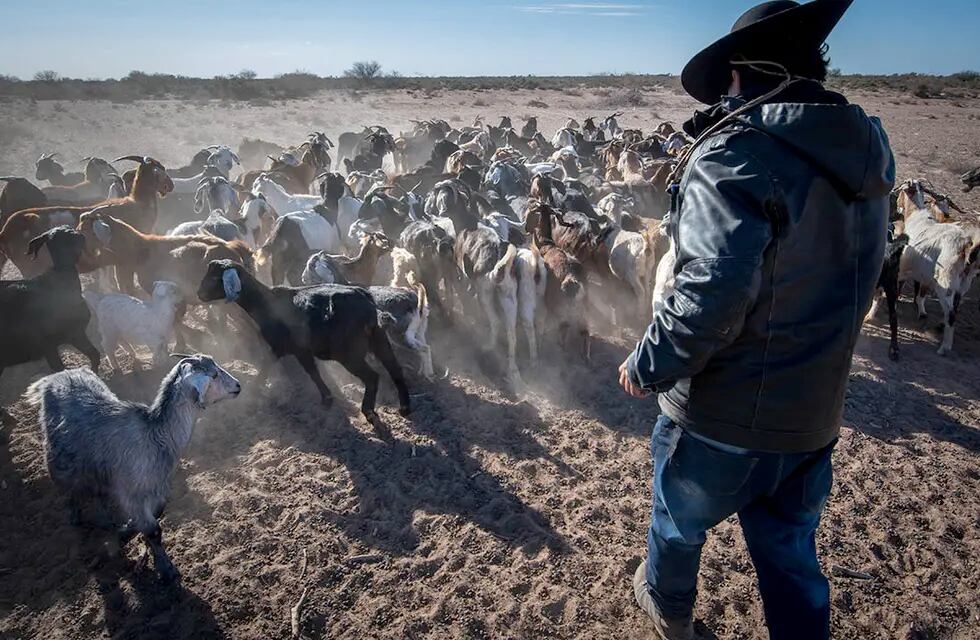 Caprinos, falta de agua y pasturas complican la cría en Mendoza. Foto: Orlando Pelichotti / Los Andes