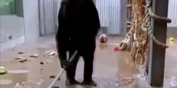 Un chimpancé aprovechó que su cuidador olvidó una escoba y se puso a limpiar su jaula