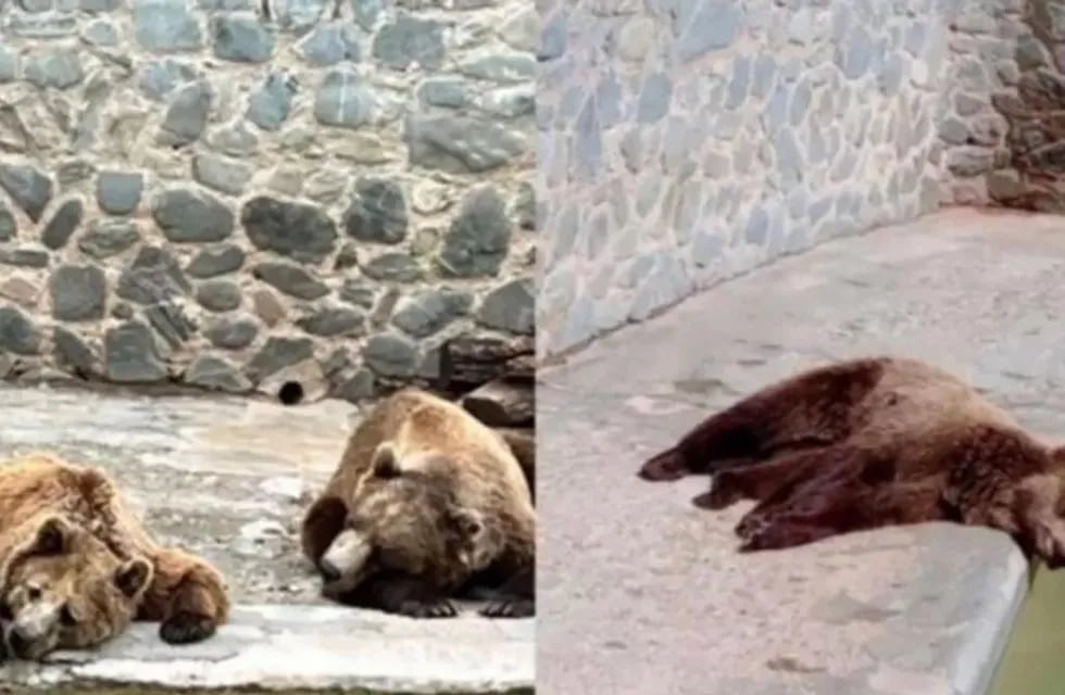 Los imágenes viralizadas de los osos pardos del Zoológico de San Pedro.