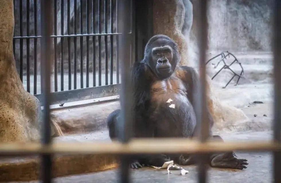 Activistas exigen la liberación de Bua Noi, el gorila más solitario del mundo. Foto: 20 Minutos.