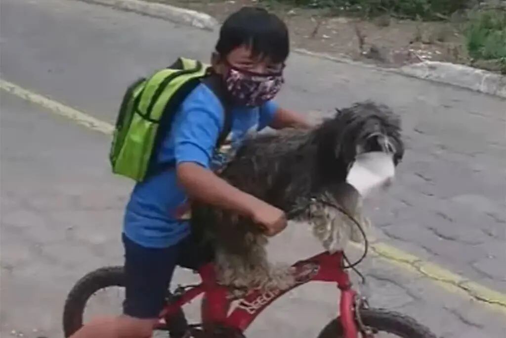 Video. Un niño le colocó un tapabocas a su perro para salir a comprar