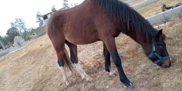 Peligro: caballos sueltos en Estancia Vieja