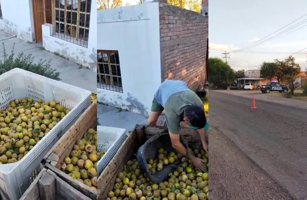 Recuperando la fruta robada en la finca de Erardo Martínez.
