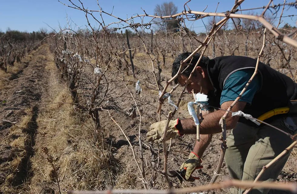 Los viñateros padecen consecuencias prematuras en su salud y trabajan a la intemperie (Foto: José Gutiérrez/Los Andes)