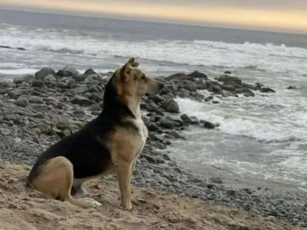 Un perro aguarda a su amo todos los días, quien falleció en el mar.