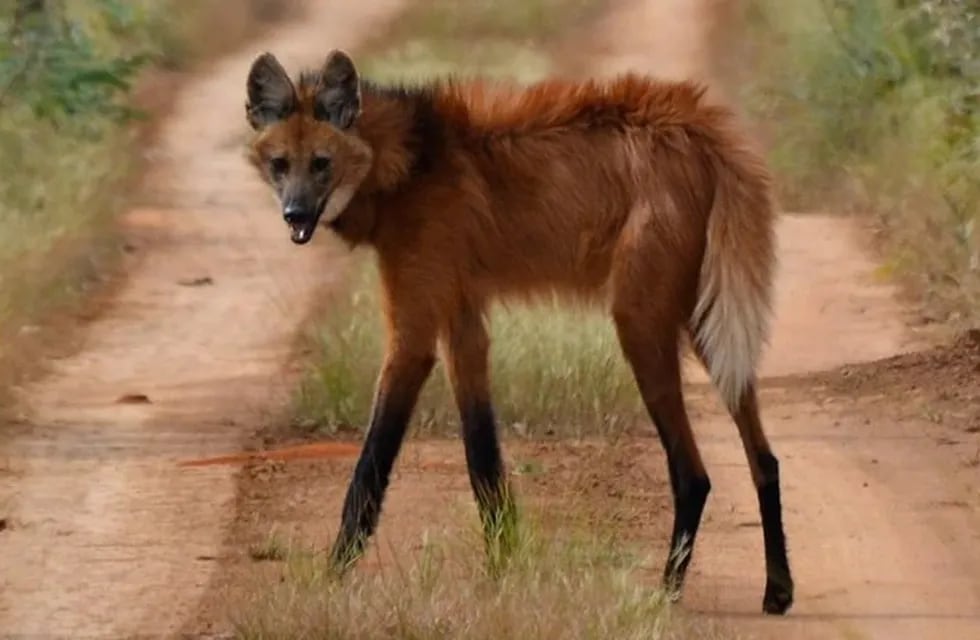 El aguará guazú o zorro con zancos es una especie en peligro de extinción muy difícil de ver.