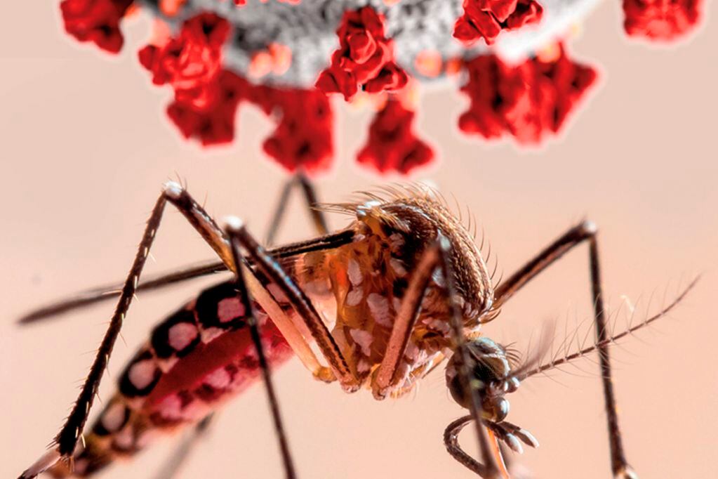 Alerta en Gualeguaychú por la proliferación del Dengue