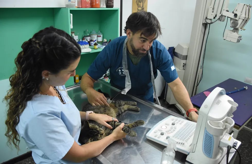 Andrea Montalto y Andrés Rómoli le hacen estudios a Toribio en su veterinaria.