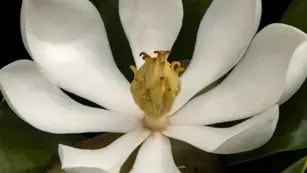 Encontraron una especie de Magnolia que se creía extinta en Haití