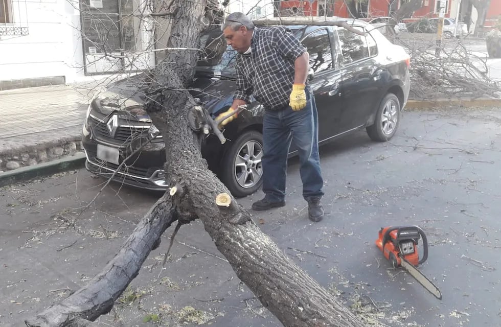 Por el fuerte viento zonda, un árbol aplastó un auto en calle Mitre y San Lorenzo de Ciudad.