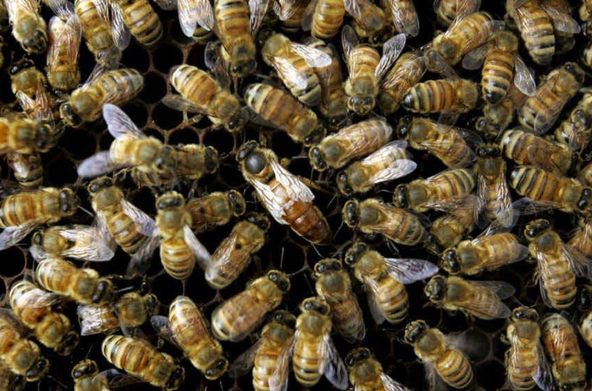 Según National Geographic, se estima que 44 mil apicultores manejan las colmenas de la realeza británica. Foto Ilustrativa