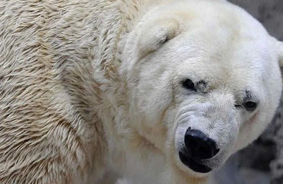 Historias del Zoo mendocino: Arturo, el oso polar que soportaba más 40° y que movilizó a todo un país. Foto: Archivo Los Andes.
