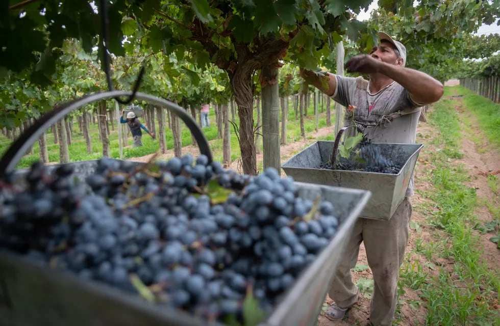 El sector vitivinícola espera una merma en la producción por varios indicios que ya ha dado este 2020 / Ignacio Blanco