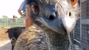 “Basta Emmanuel”: el avestruz más divertido del mundo, se hizo viral en Twitter