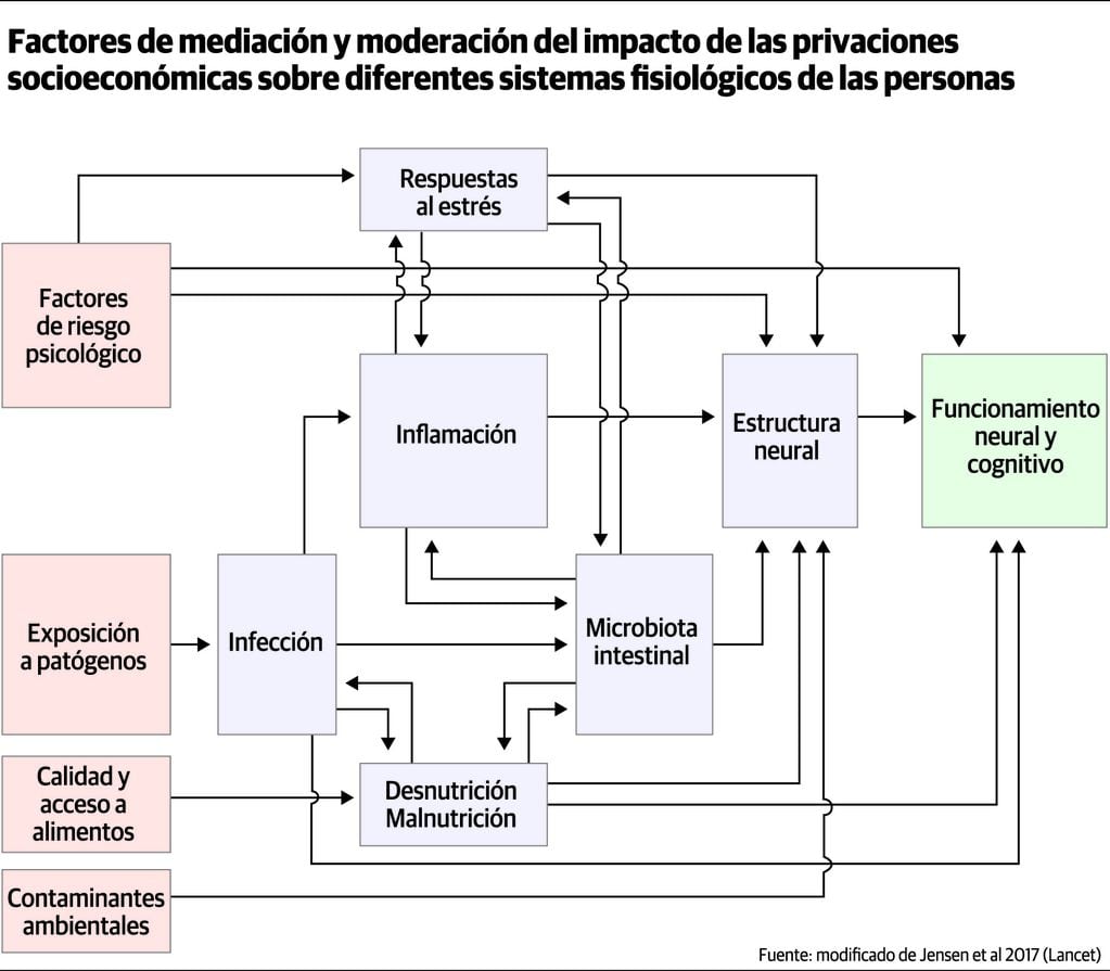 Factores de mediación y moderación del impacto de las privaciones socioeconómicas sobre distintos sistemas fisiológicos de las personas. Fuente: modificado de Jensen et al 2017 (Lancet).