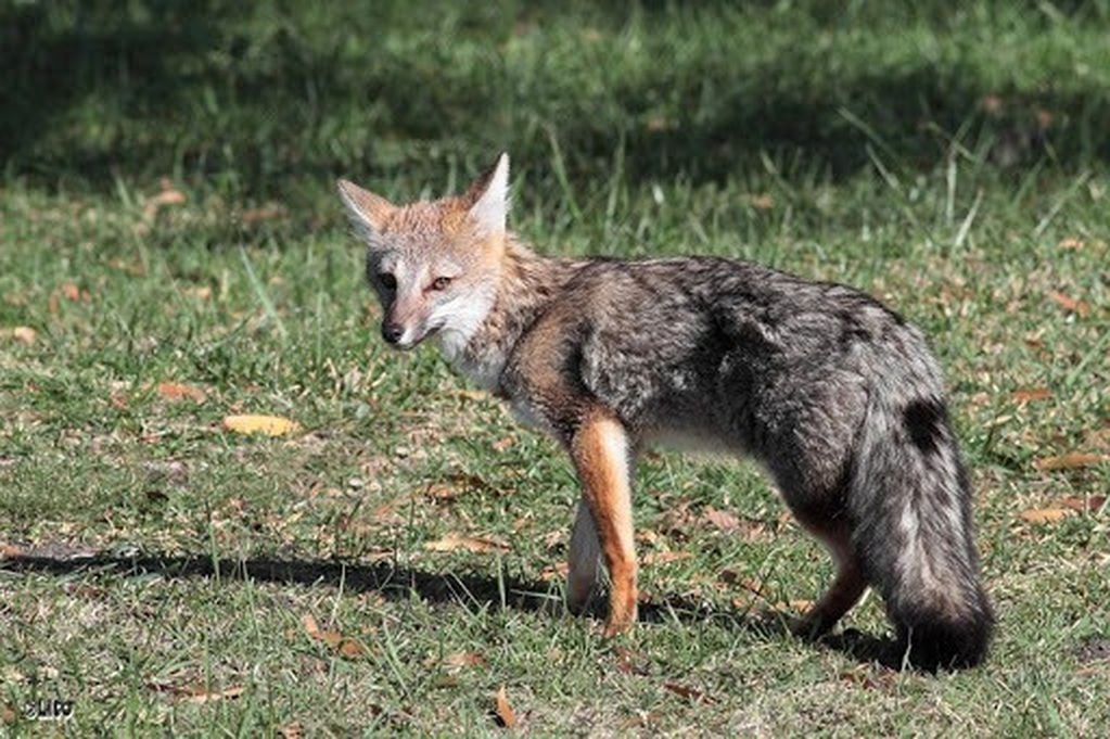 Preocupa la matanza y ataques a zorros grises en Mendoza: en menos de 4 meses hubo, al menos, 9 casos.
