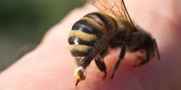 Muere un hombre 34 años en Córdoba tras ser atacado por un enjambre de abejas