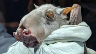 El murciélago cabeza de martillo, una rara especie que impacta al mundo