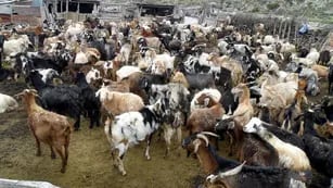 Sur. En Mendoza, Malargüe concentra la mayor cantidad de ganado caprino de la provincia.  Archivo / Los Andes