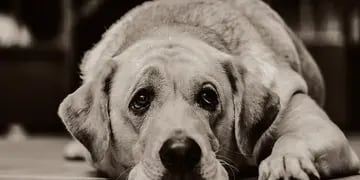 Un fallo judicial en Córdoba reconoce por primera vez a los perros como “seres sintientes”