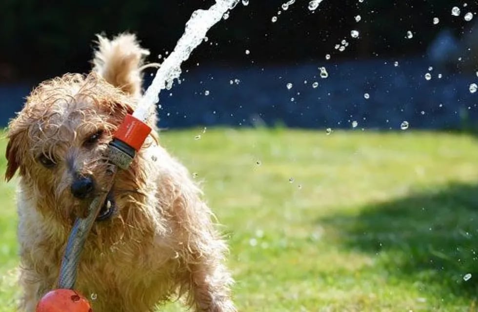 El agua es el componente fundamental para prevenir o tratar golpes de calor en los animales.