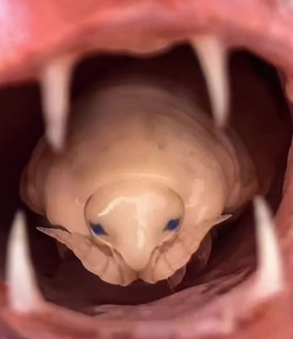 El parásito de ojos azules y "bigote" que reemplazó la lengua del pez carpintero - 