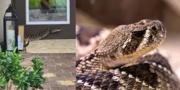 Una repartidora fue mordida por una  de las serpientes más letales del mundo