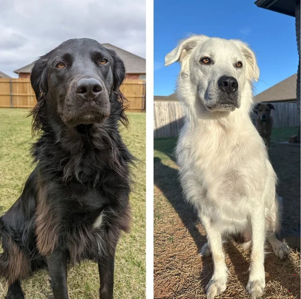 El impresionante antes y después de Buster. Foto: Reddit.