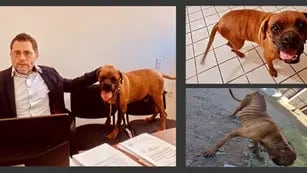 perro participa de juicio en México