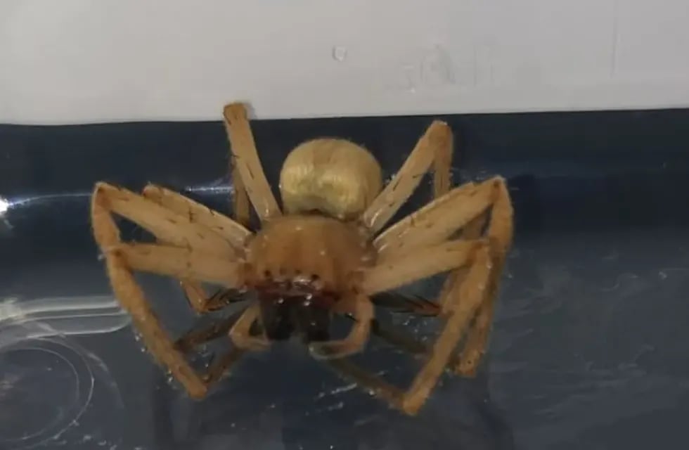 Las imágenes se volvieron virales y otro usuario de la red social le informó que se trataba de un ejemplar de araña errante brasileña