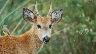 Macabro: robaron tres ciervos de un parque ecológico, los asesinaron para comerlos y fueron detenidos