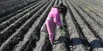 Trabajo infantil, lejos aún de su erradicación