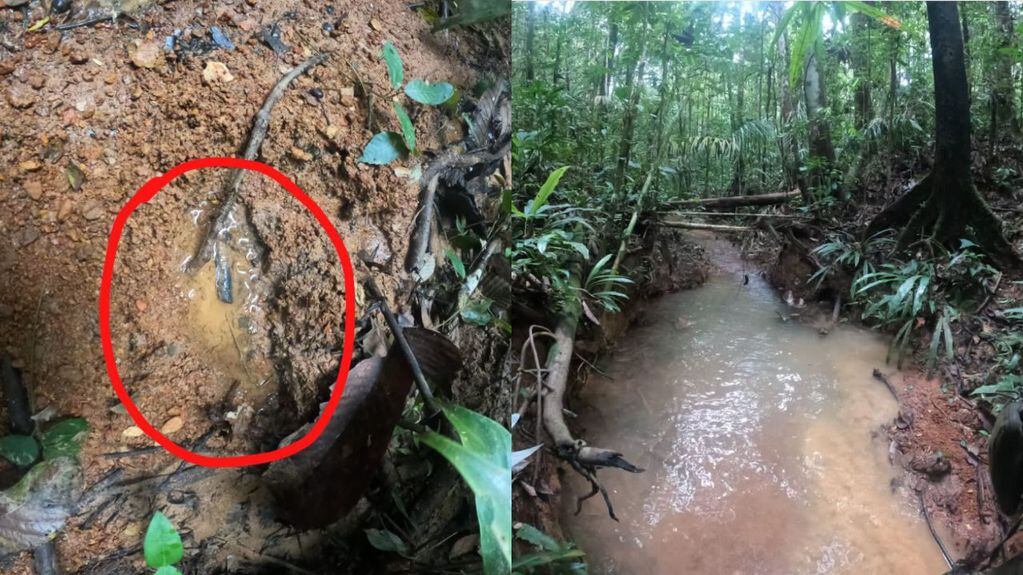 Encontraron “huellas frescas” que podrían ser de los cuatro niños desaparecidos en la selva colombiana tras estrellarse una avioneta.