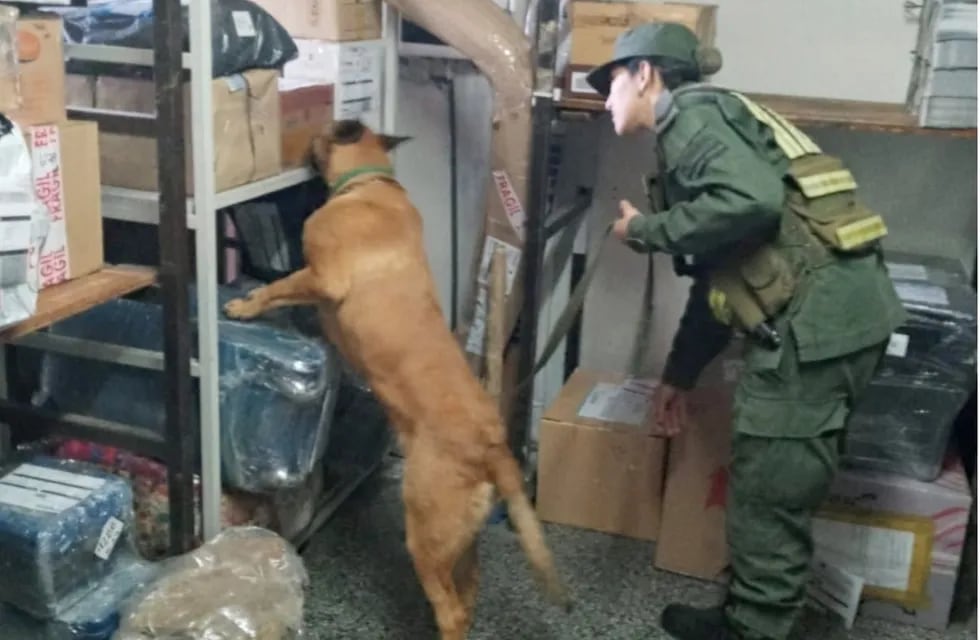 Un perro buscó droga en una depósito de encomiendas, en Mendoza. Gentileza Gendarmería Nacional