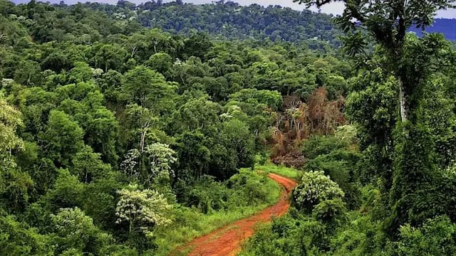 Mitigar el cambio climático desde los bosques