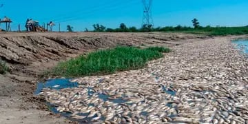 Miles de peces aparecieron muertos a causa de una bajada histórica en el Río Paraná