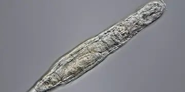Impactante: descubren un animal microscópico que sigue vivo tras 24 mil años congelado