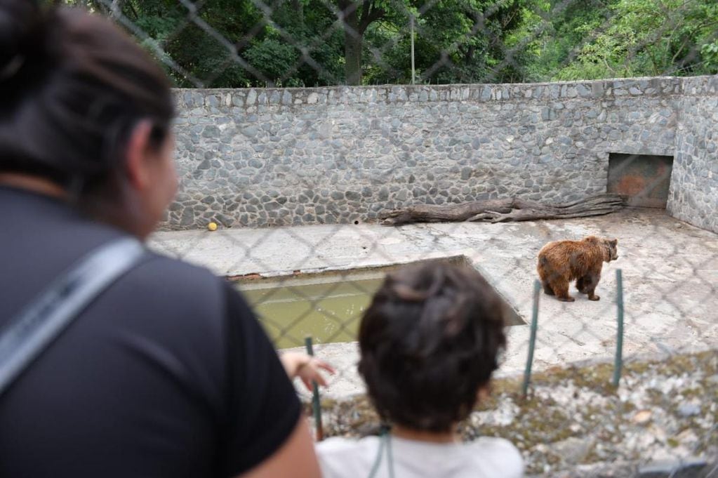 Visitantes del lugar encontraron a los osos en mal estado. Foto: La Gaceta