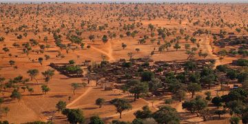 Descubrieron más de 1.800 millones de árboles en el desierto de Sahara