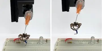 Video: científicos usan arañas muertas para crear garras robóticas