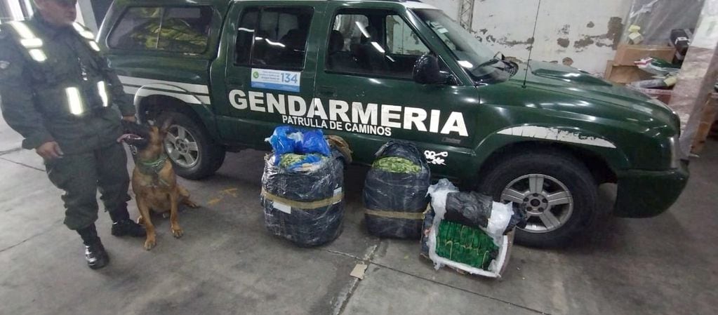 Las hojas de coca secuestradas en un colectivo que venía a Mendoza.
