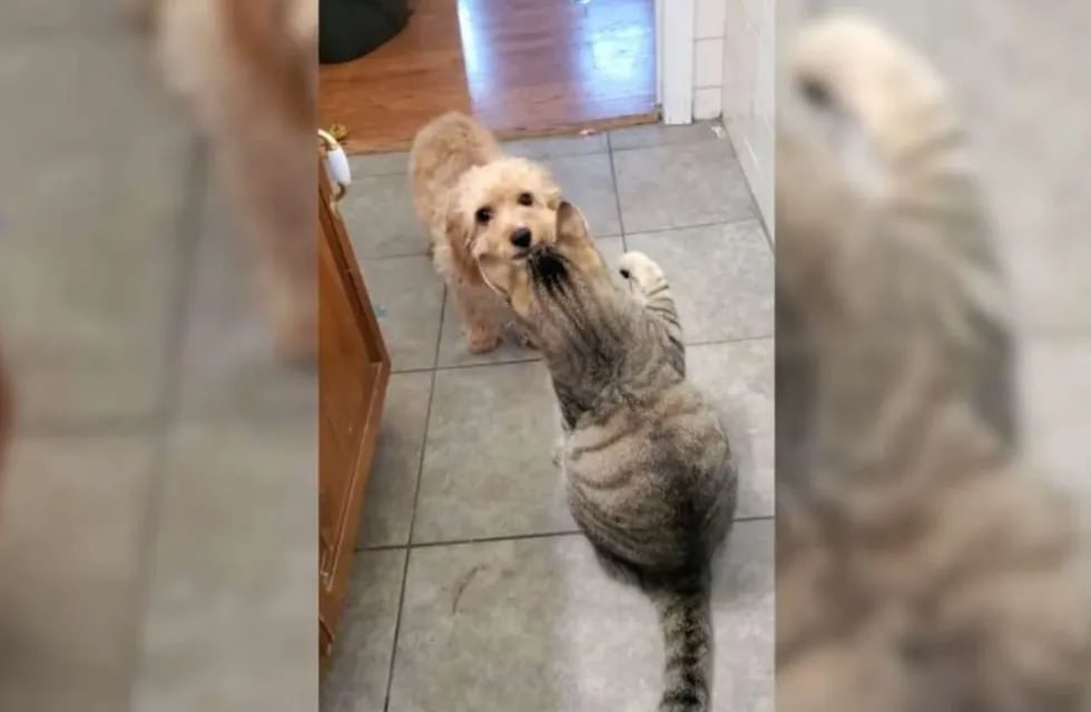 Louie quería pasar por el baño, pero su"enemigo" felino no le permitía llegar a su dueña.