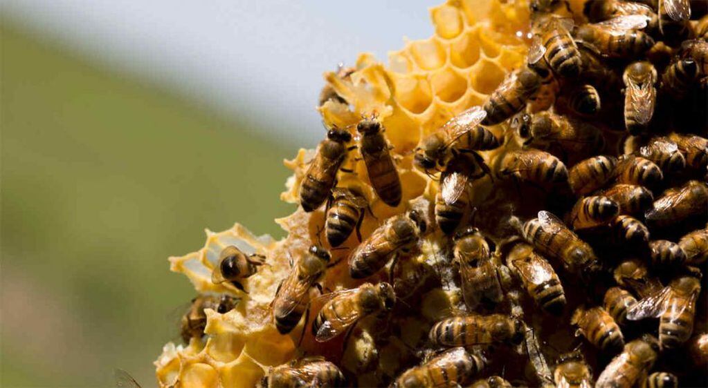 Las picaduras de abejas pueden causar muertes por shock anafiláctico. 